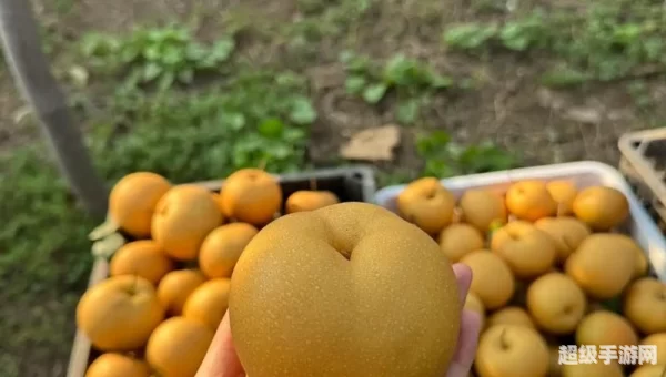梨视频