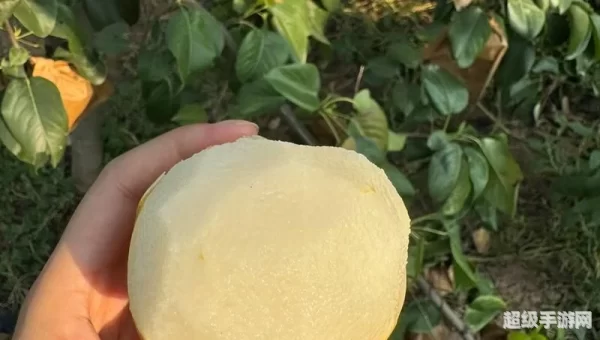 梨视频